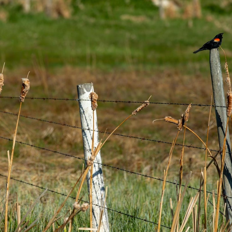 bird sitting on fence post in cobblestone creek, airdrie