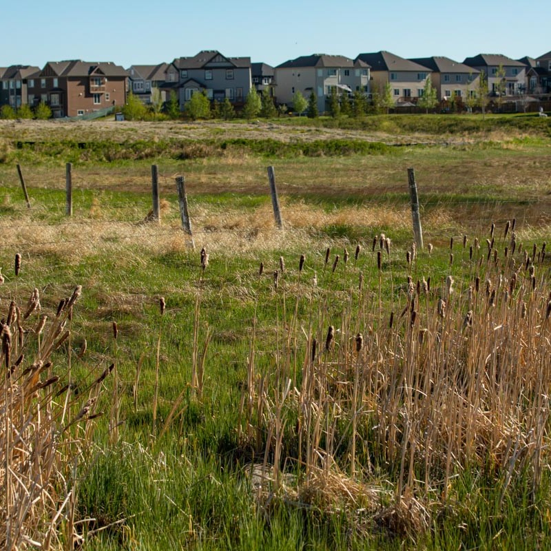 houses lining the horizon in the distance in cobblestone creek, airdrie