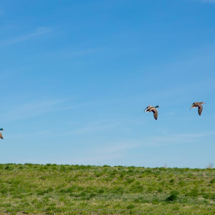3 birds flying through blue sky in cobblestone creek, airdrie