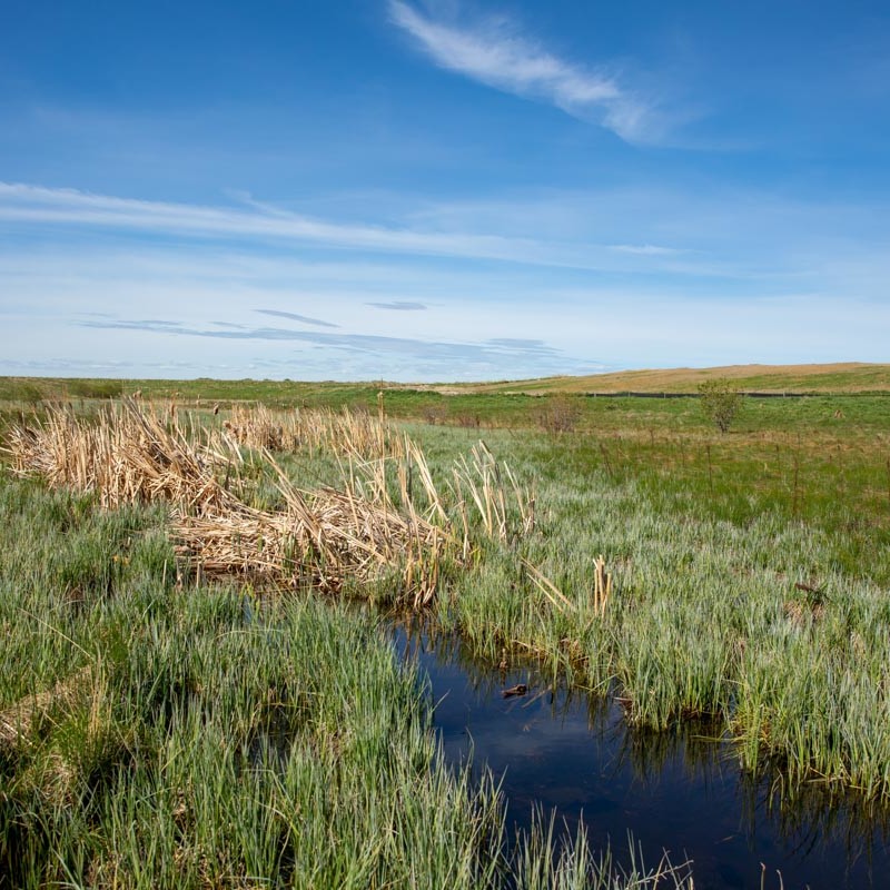 close up of small creek overlooking field in cobblestone creek, airdrie