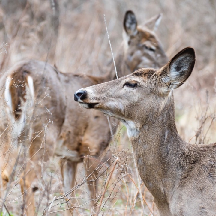 two deer in natural area outside of cobblestone creek, airdrie