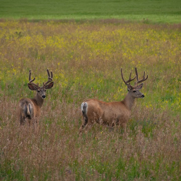 two deer in an alberta field in cobblestone creek community in airdrie